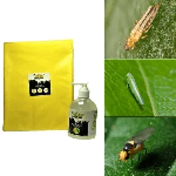 Chipku Yellow Sticky Insect Glue Trap(50 Bags) & High Quality Lure (250ml) Combo